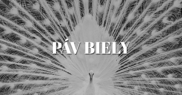 Páv biely