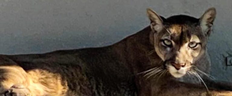 Puma americká na Slovensku