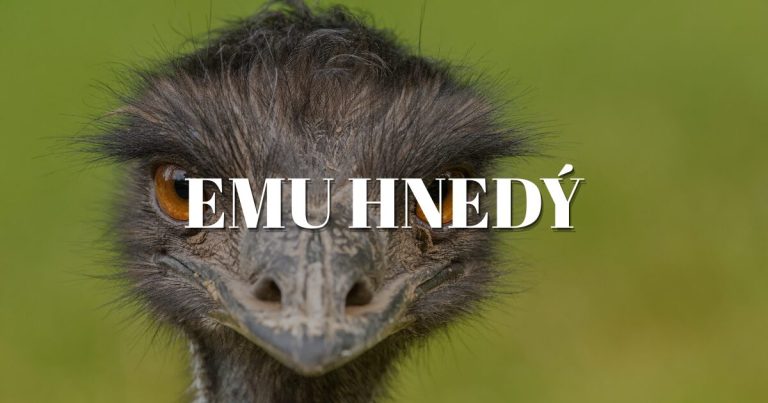 Emu hnedý