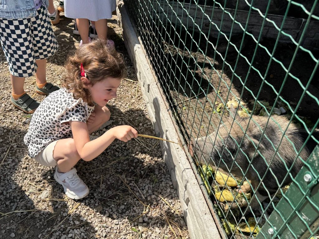 Prasiatko v detskej zoo